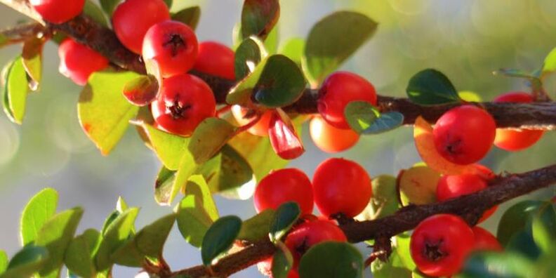 Hawthorn fir d 